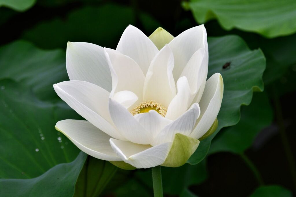 ongoing practice mindfulness in the heartland, community practice